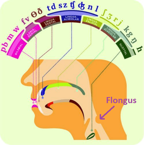 anatomical diagram showing the flongus