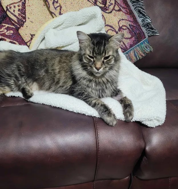 cat1.jpg
